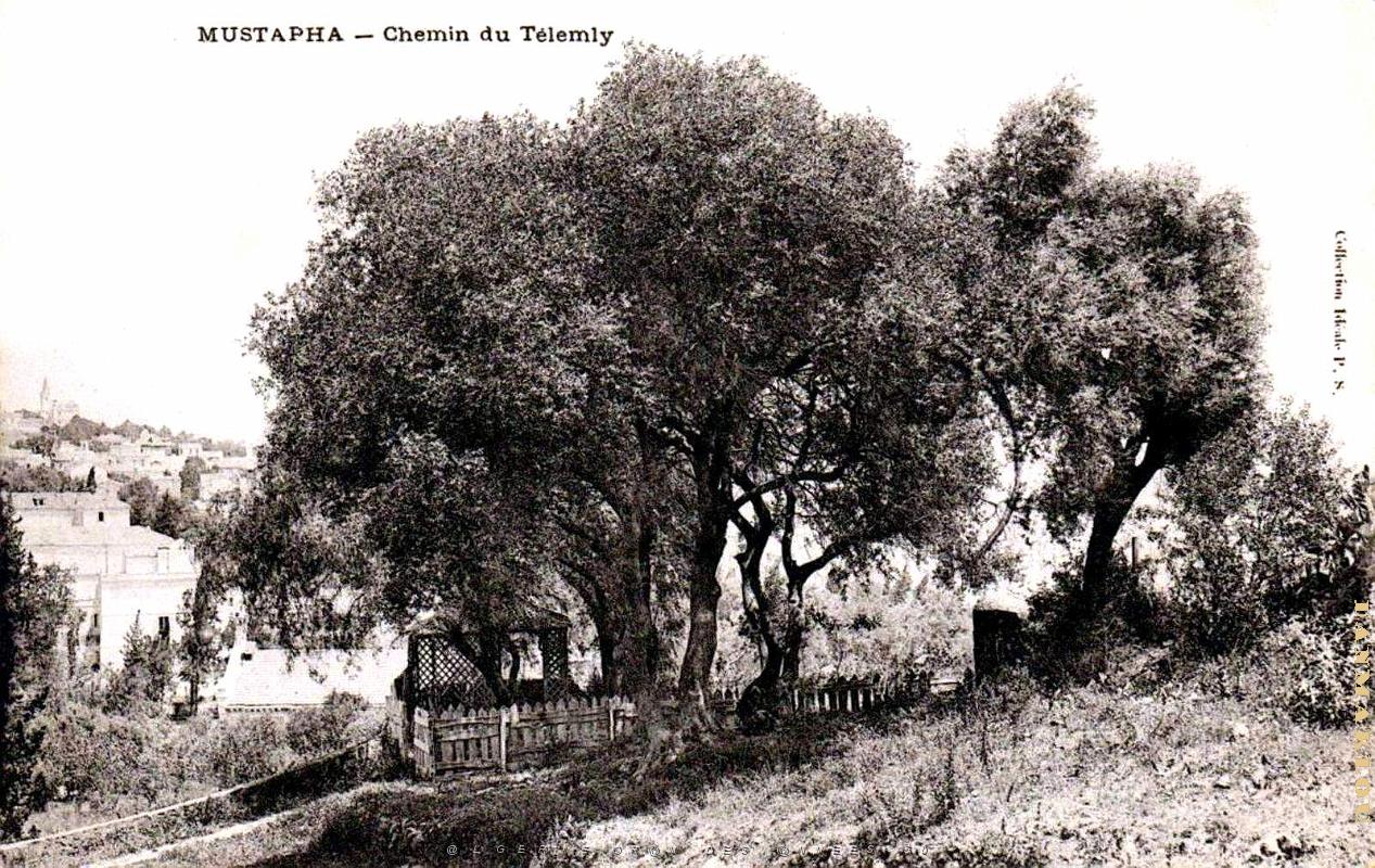 Alger - Mustapha  - Chemin du Telemly - 1907.jpg